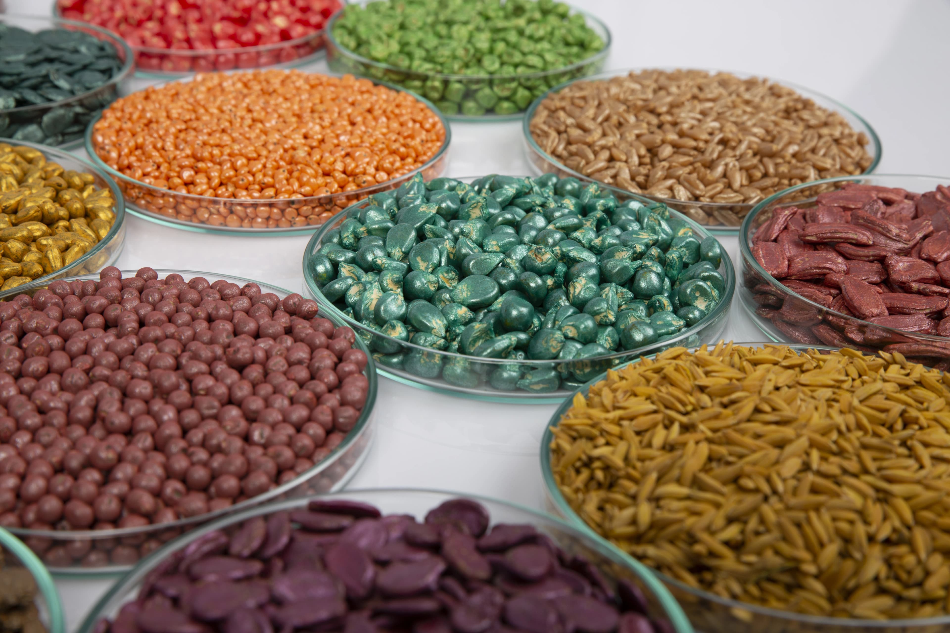 Multi-crop seed coating varieties including maize, grains, and legumes